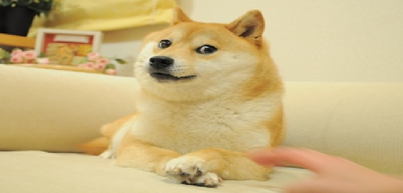 MEMES!?!?!?