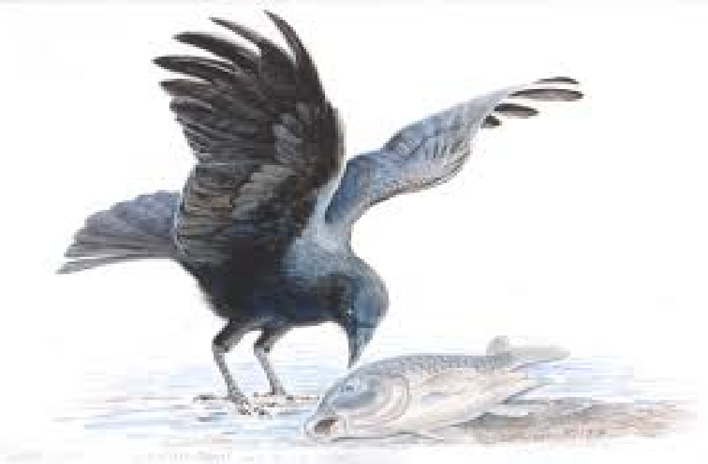 flappy crow