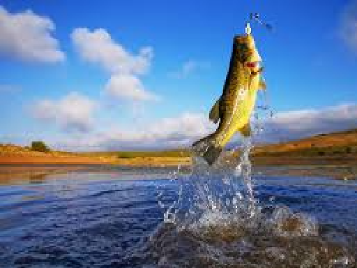 Catch a fish